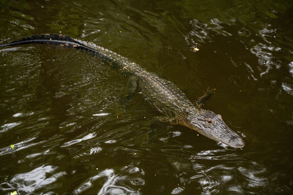 brown crocodile on green water