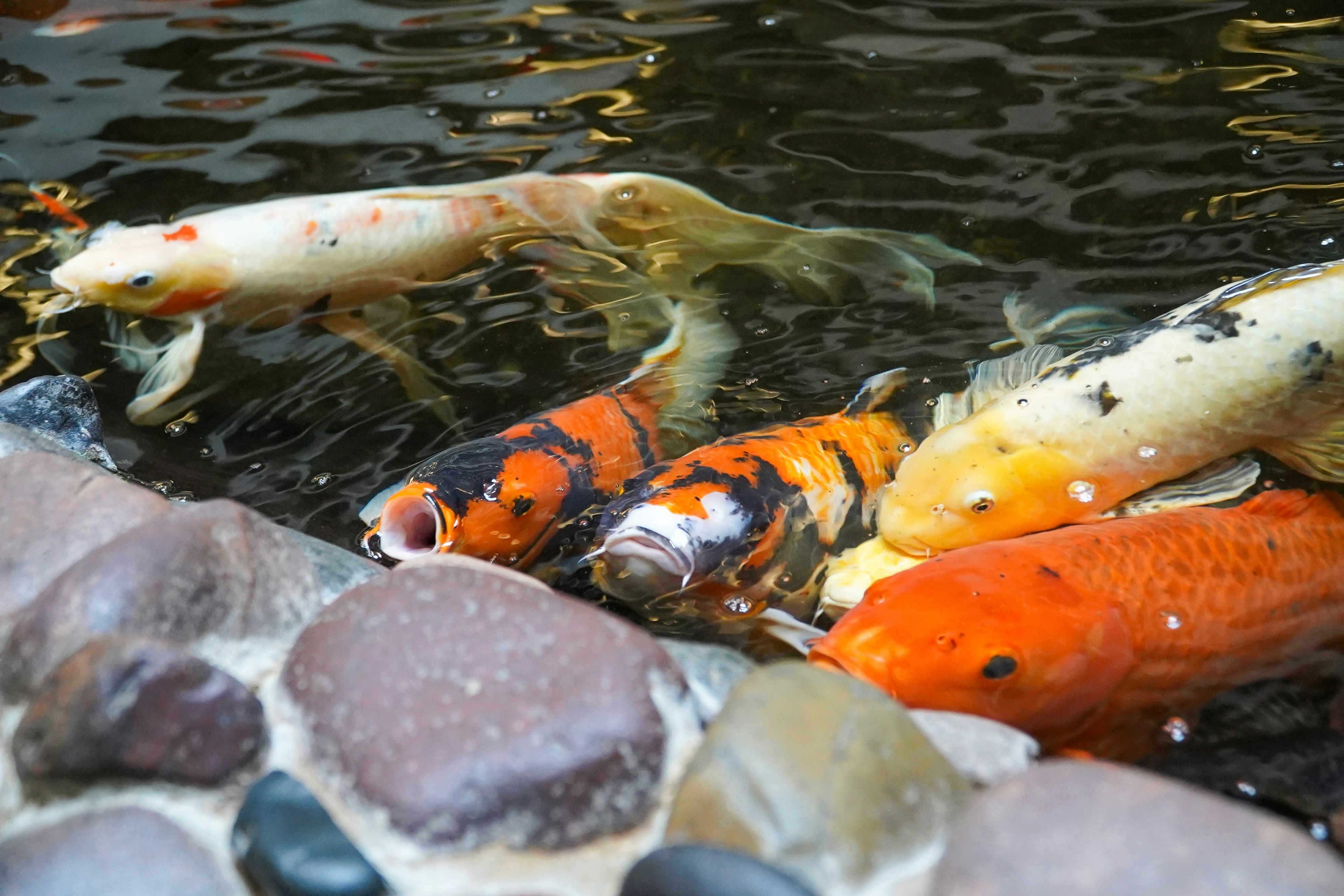 Photo by whaleitsjessica