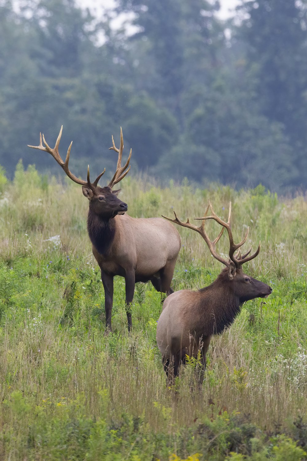 brown deer on green grass field during daytime