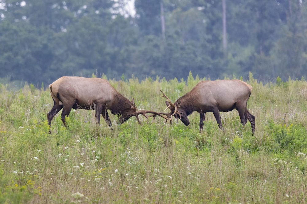 Cerf brun sur un terrain d’herbe verte pendant la journée