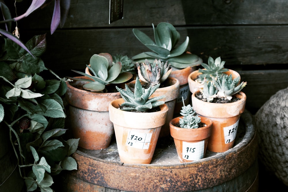 green succulent plants on brown clay pots