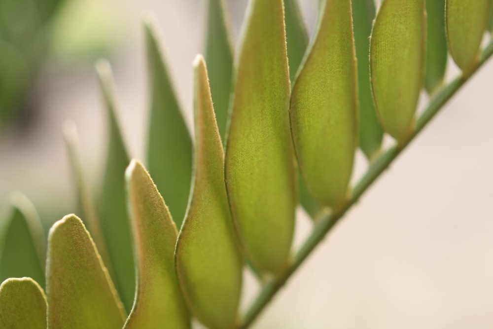 green plant in close up photography