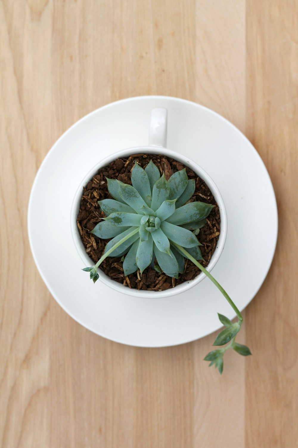 green plant in white ceramic mug