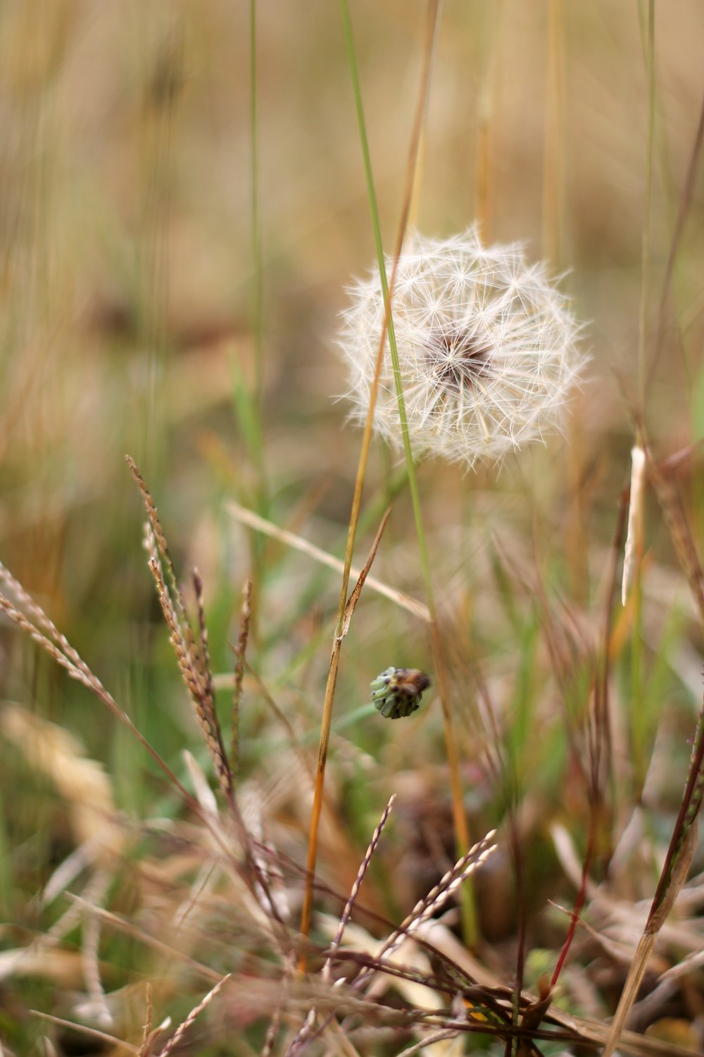 white dandelion in close up photography