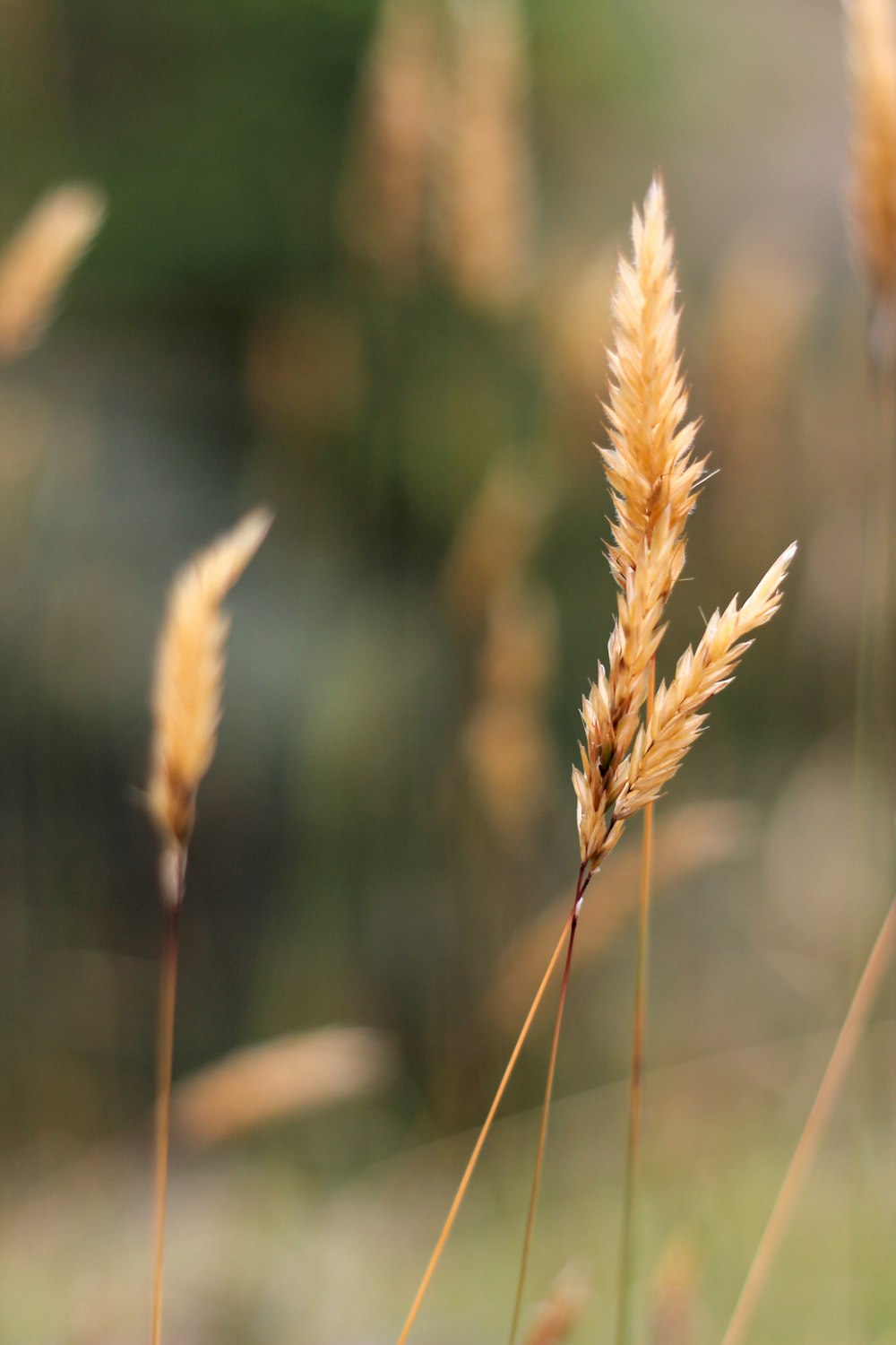 brown wheat in close up photography