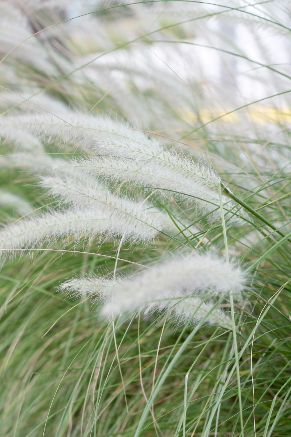 white and green grass in close up photography
