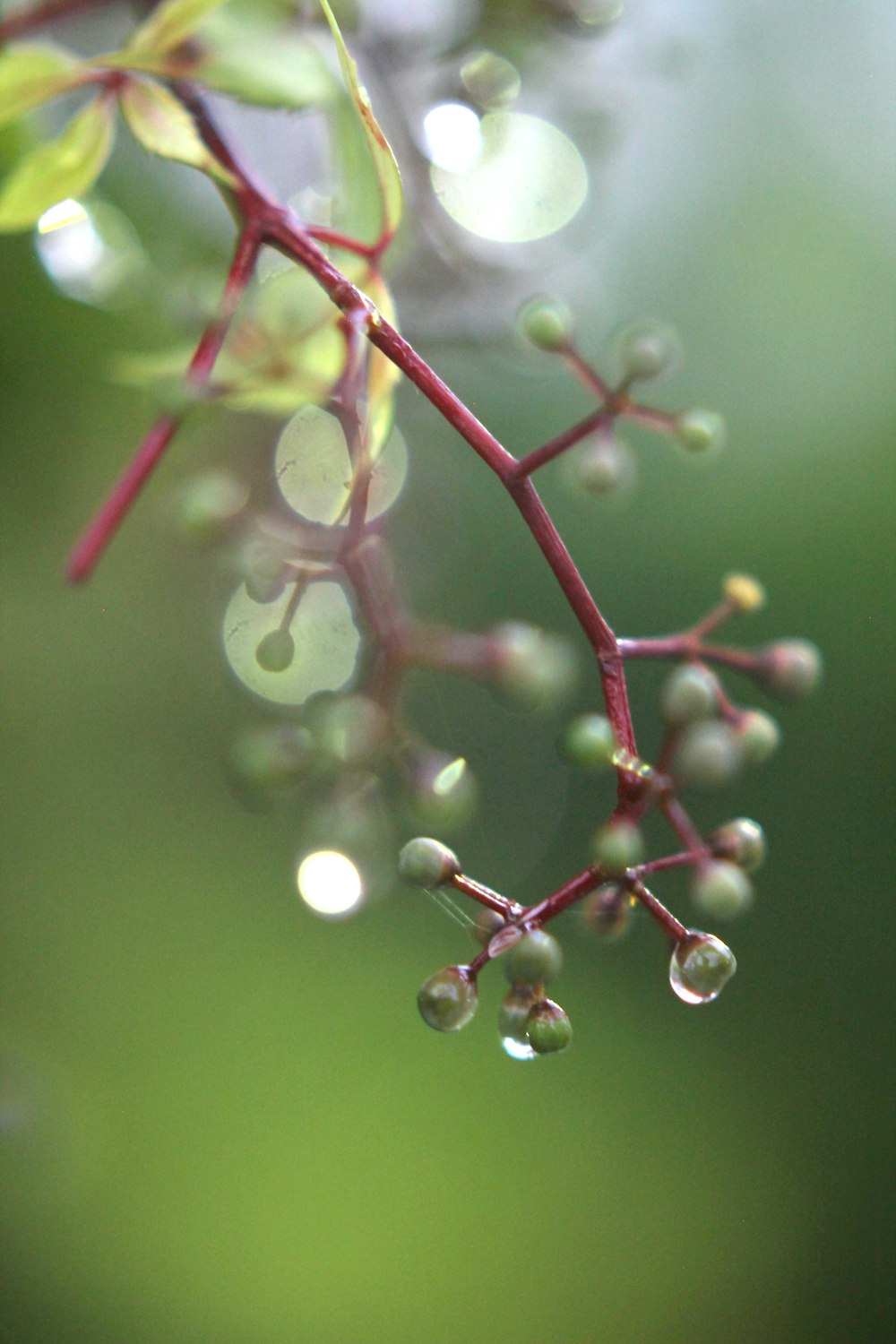 water droplets on red stem