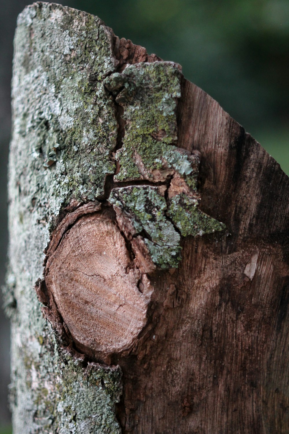 brown and green tree trunk