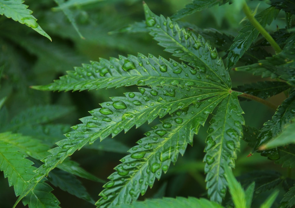 green leaf in macro photography