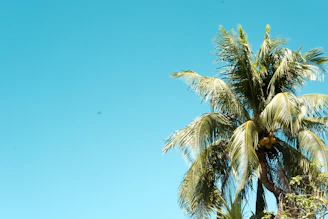 A vibrant palm oil plantation with cooperative members working together under a clear blue sky.