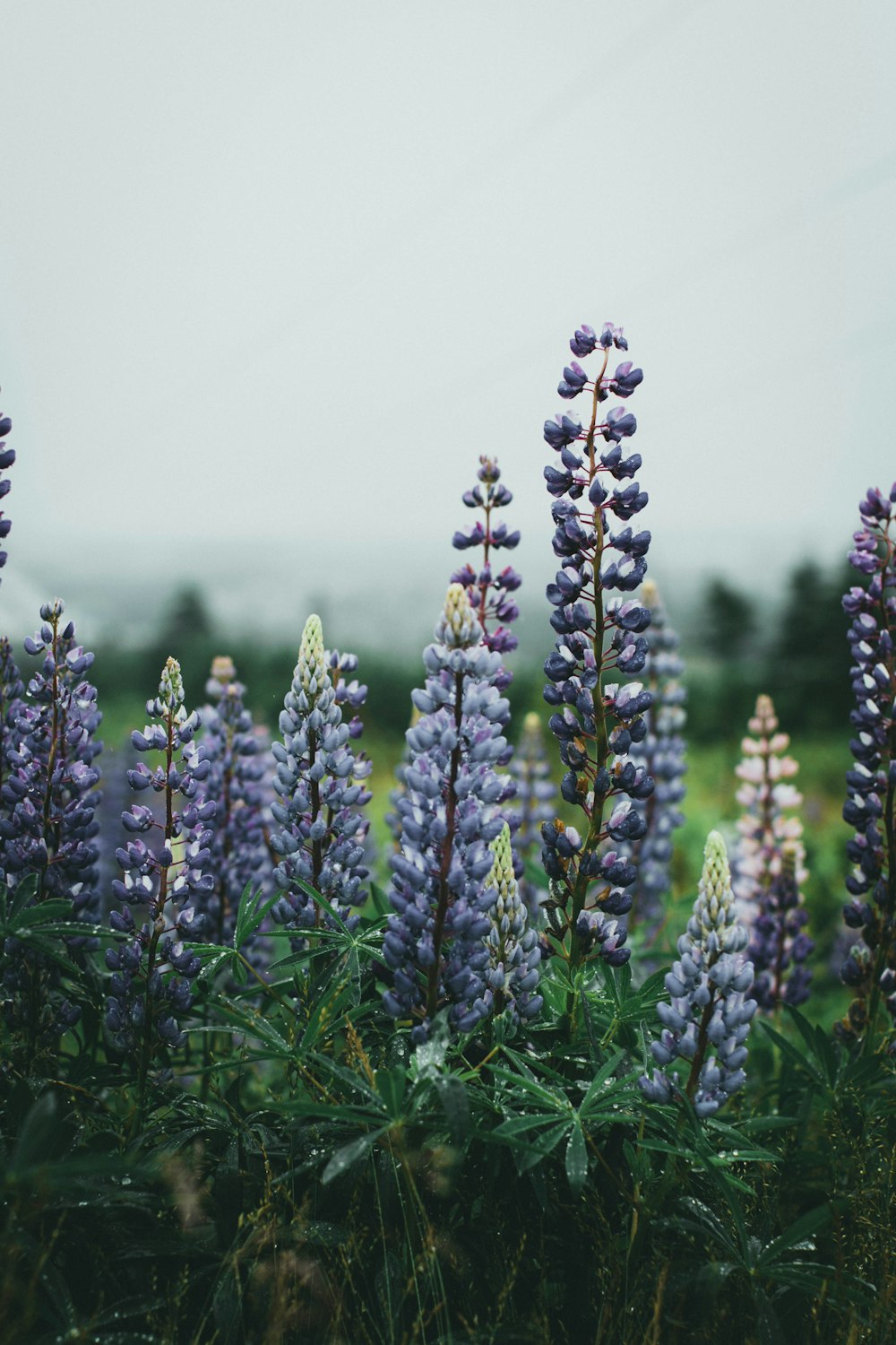 purple flower in green grass field