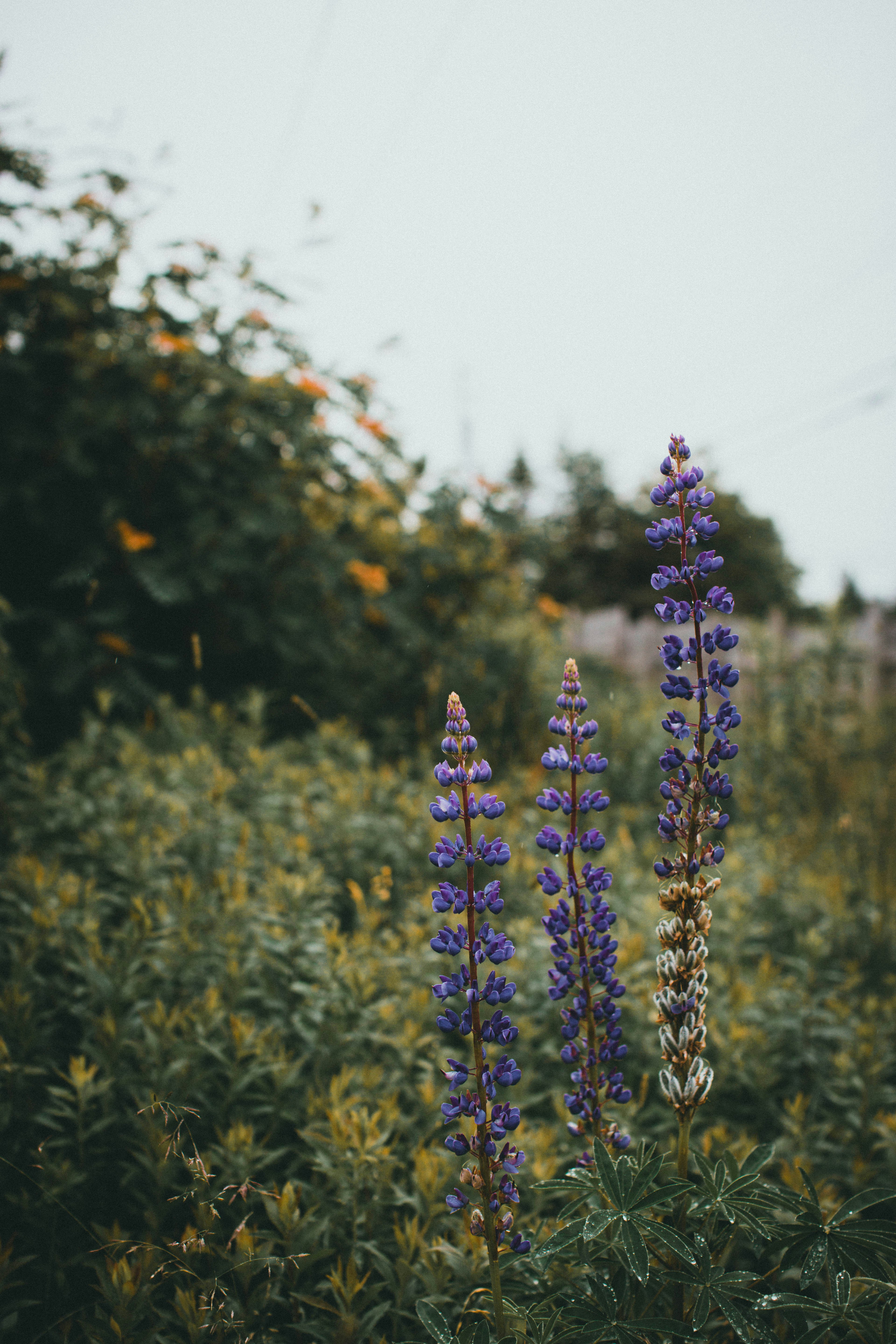 Photo by theshuttervision