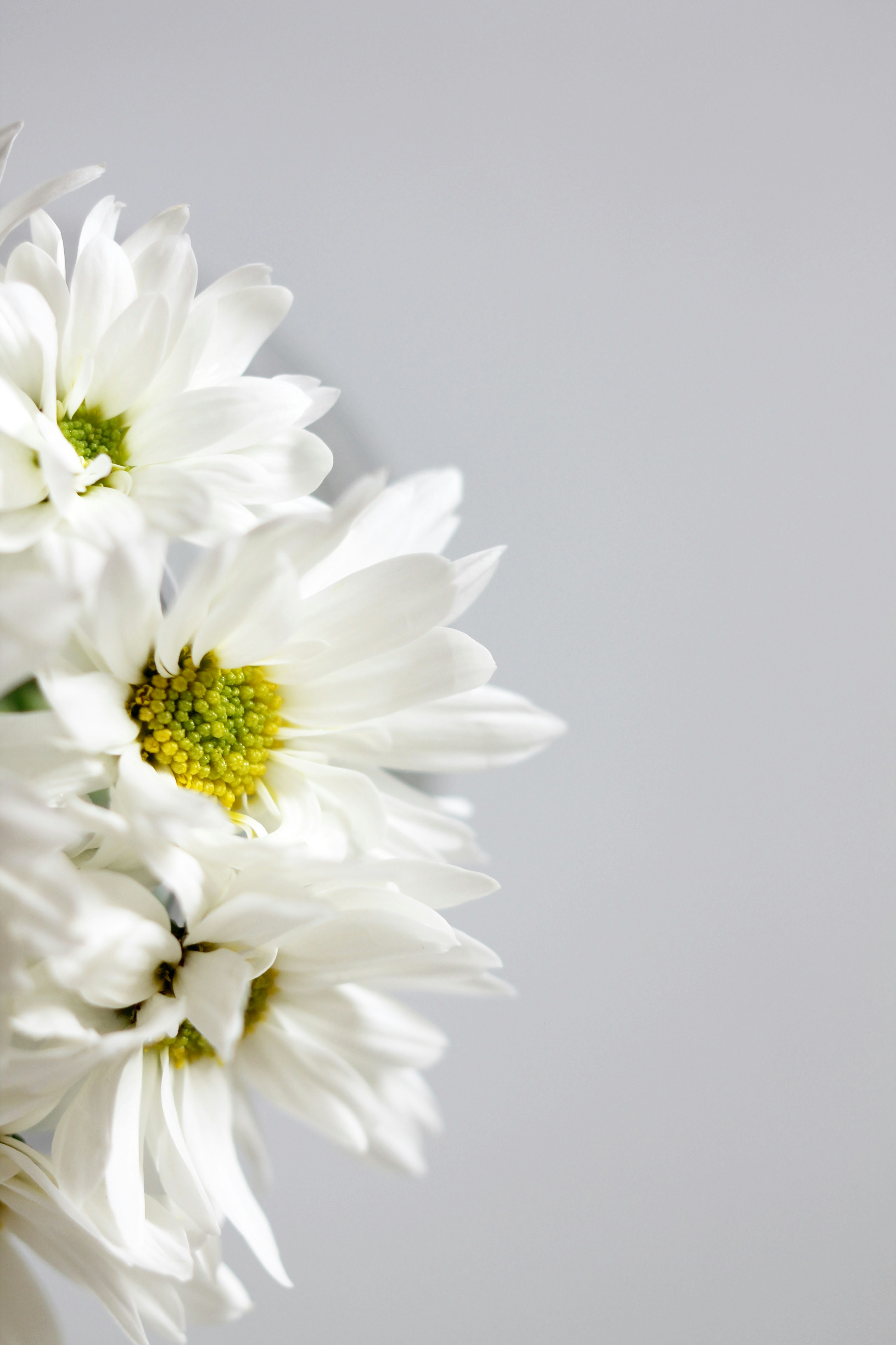 white flower in close up photography