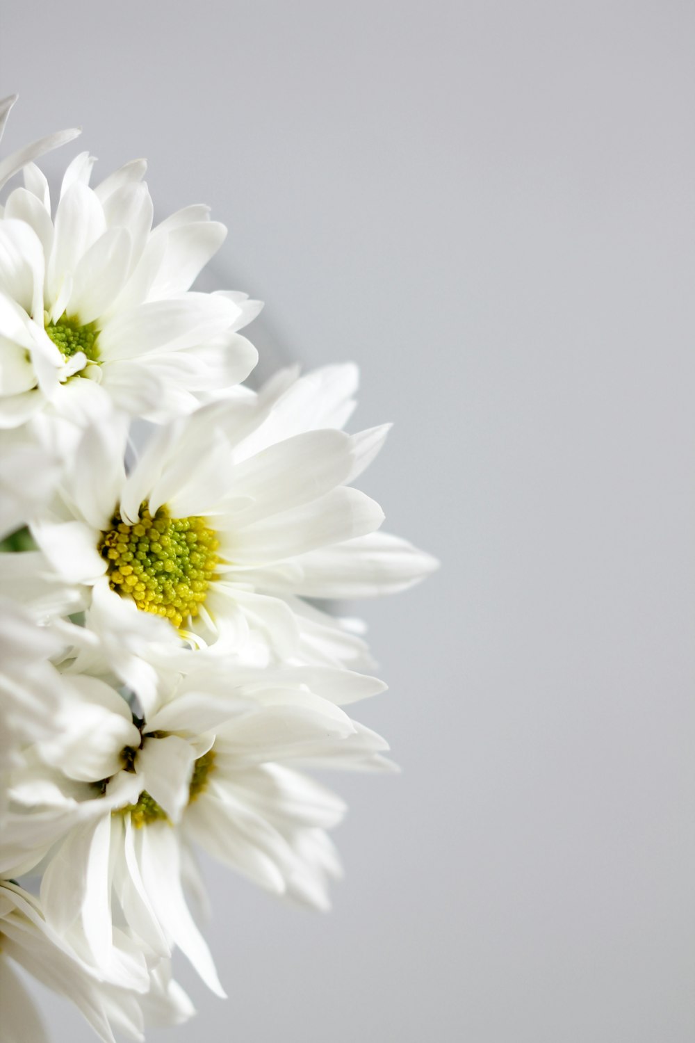 接写の白い花