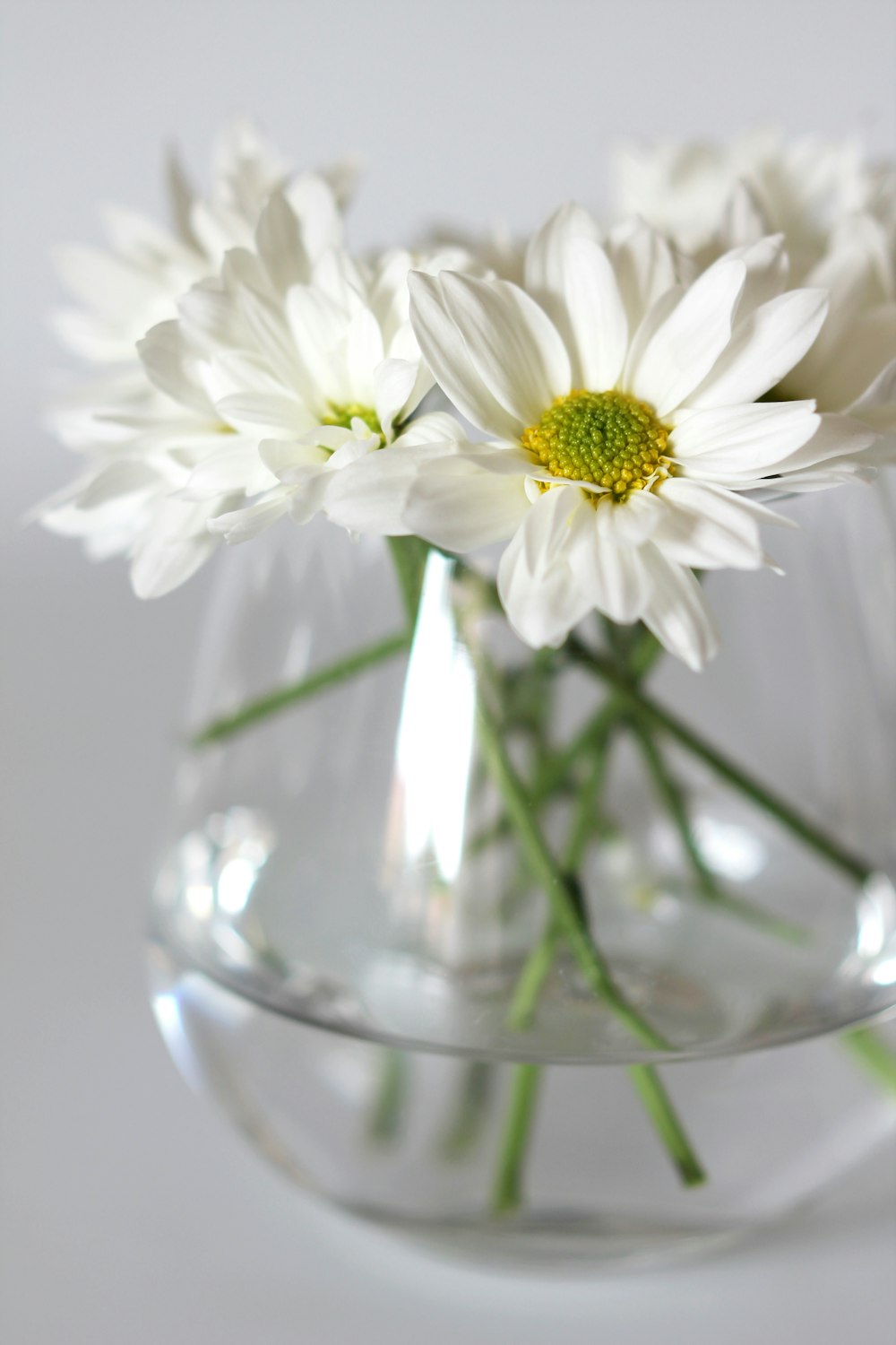 white and yellow flower in clear glass vase