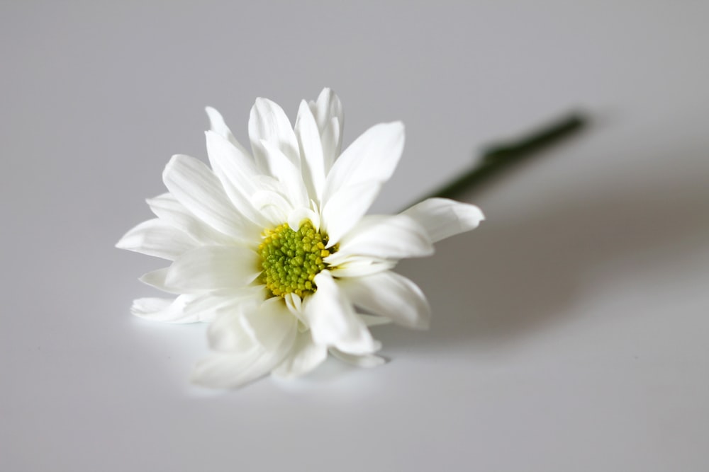 white flower with black stem