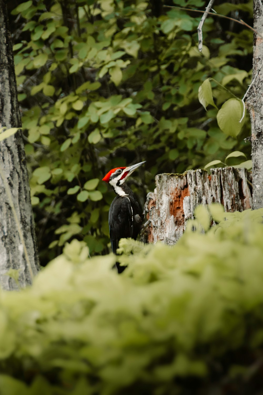 black and white bird on brown wooden trunk during daytime