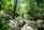 A person is practicing yoga on a large rock by a serene forest stream. Surrounded by lush, green foliage, the individual stands in a tree pose with arms raised, facing away. Sunlight filters through the tree canopy, casting dappled light on the forest floor.