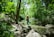 A person is practicing yoga on a large rock by a serene forest stream. Surrounded by lush, green foliage, the individual stands in a tree pose with arms raised, facing away. Sunlight filters through the tree canopy, casting dappled light on the forest floor.