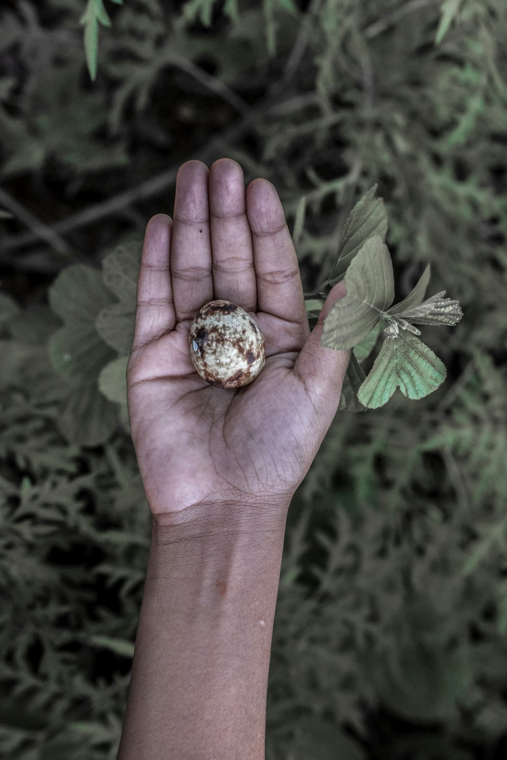 person holding green plant with brown and black round fruit