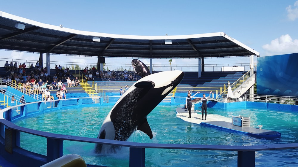 black and white whale on blue swimming pool during daytime