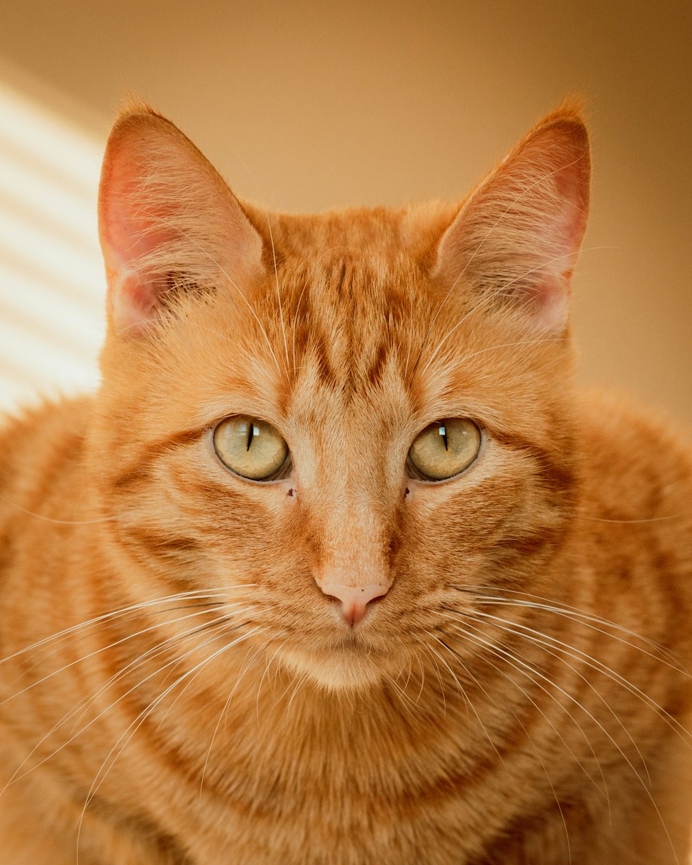 orange tabby cat on white textile