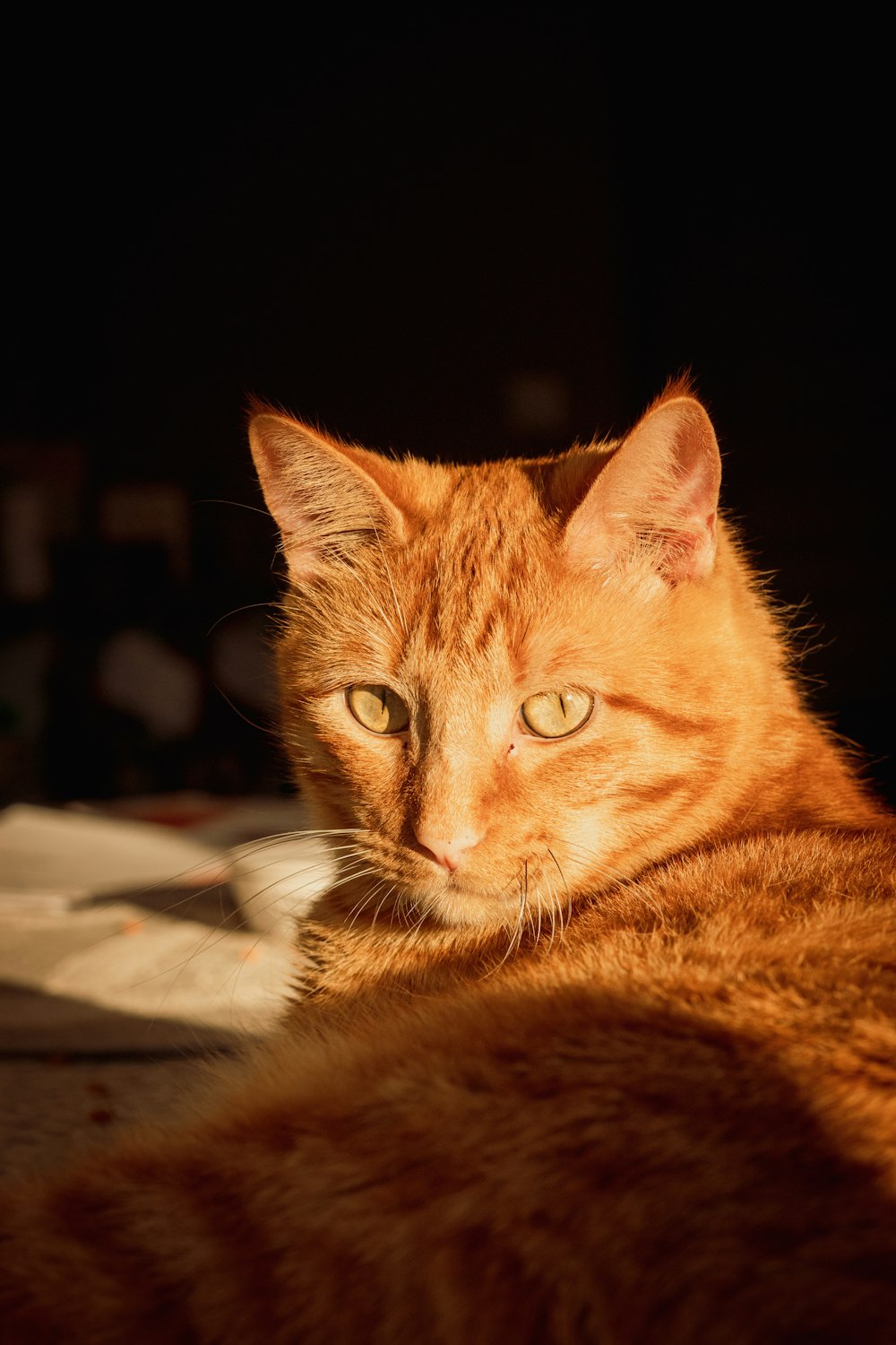orange tabby cat lying on brown wooden table