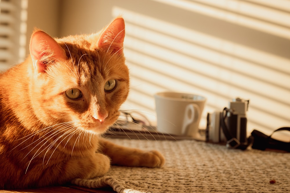 orange tabby cat lying on brown textile