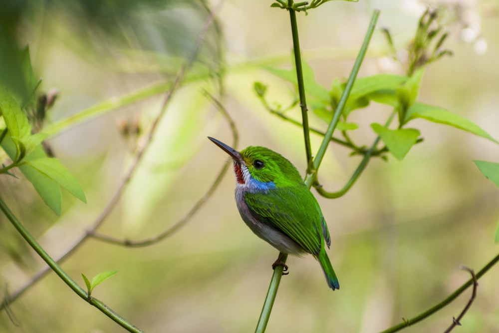 grüner und blauer Vogel am Ast