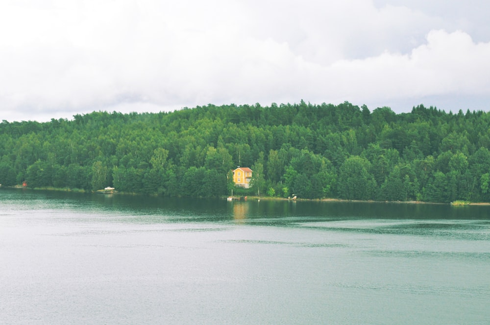 green trees beside body of water during daytime