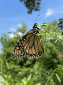 A monarch butterfly perches delicately on a branch with vibrant green leaves. The intricate patterns on its wings are highlighted against a clear blue sky. In the background, lush greenery blurs softly, creating a serene and natural setting.