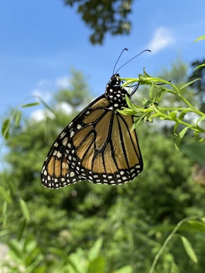A monarch butterfly perches delicately on a branch with vibrant green leaves. The intricate patterns on its wings are highlighted against a clear blue sky. In the background, lush greenery blurs softly, creating a serene and natural setting.