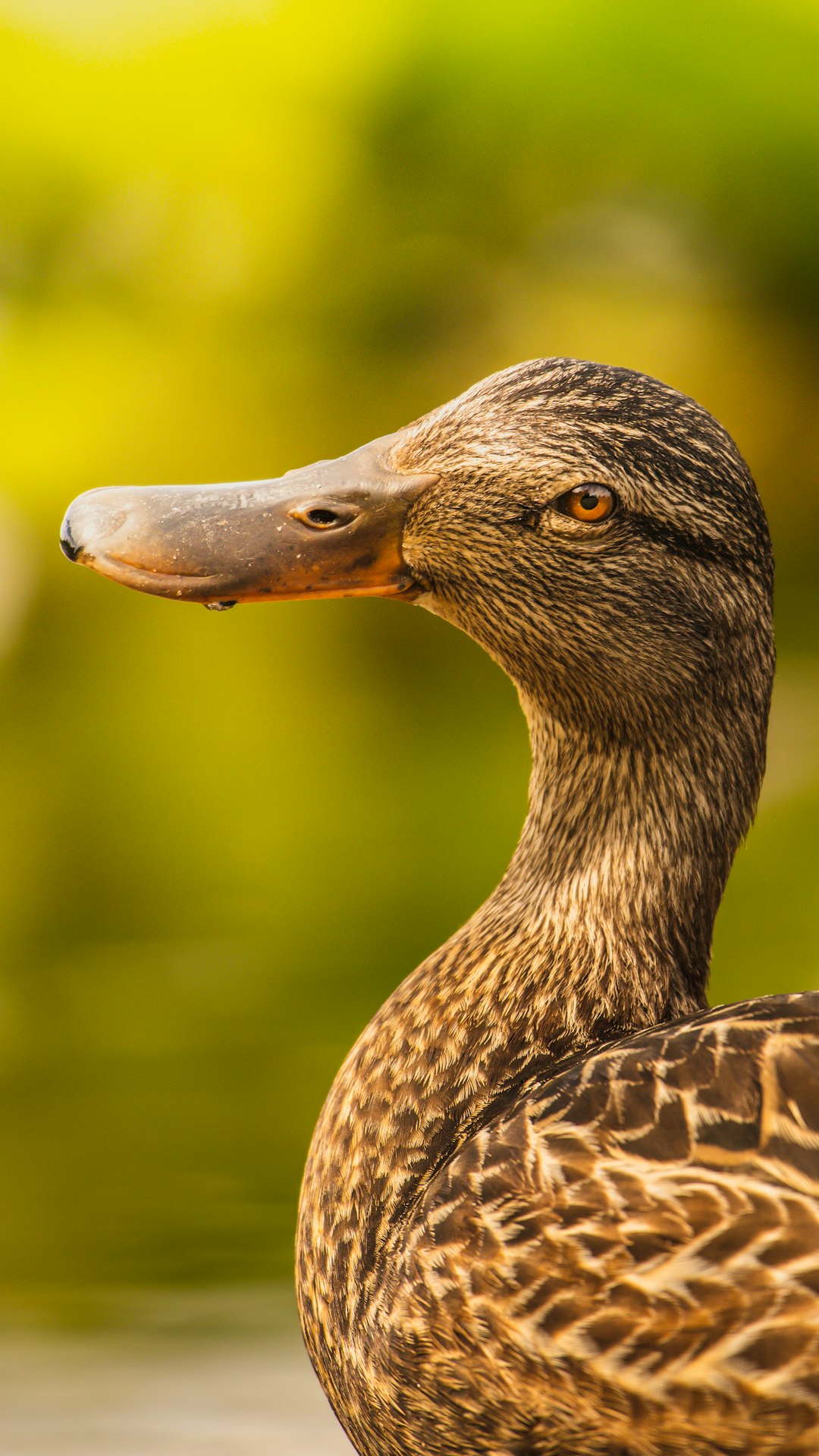 brown duck in close up photography