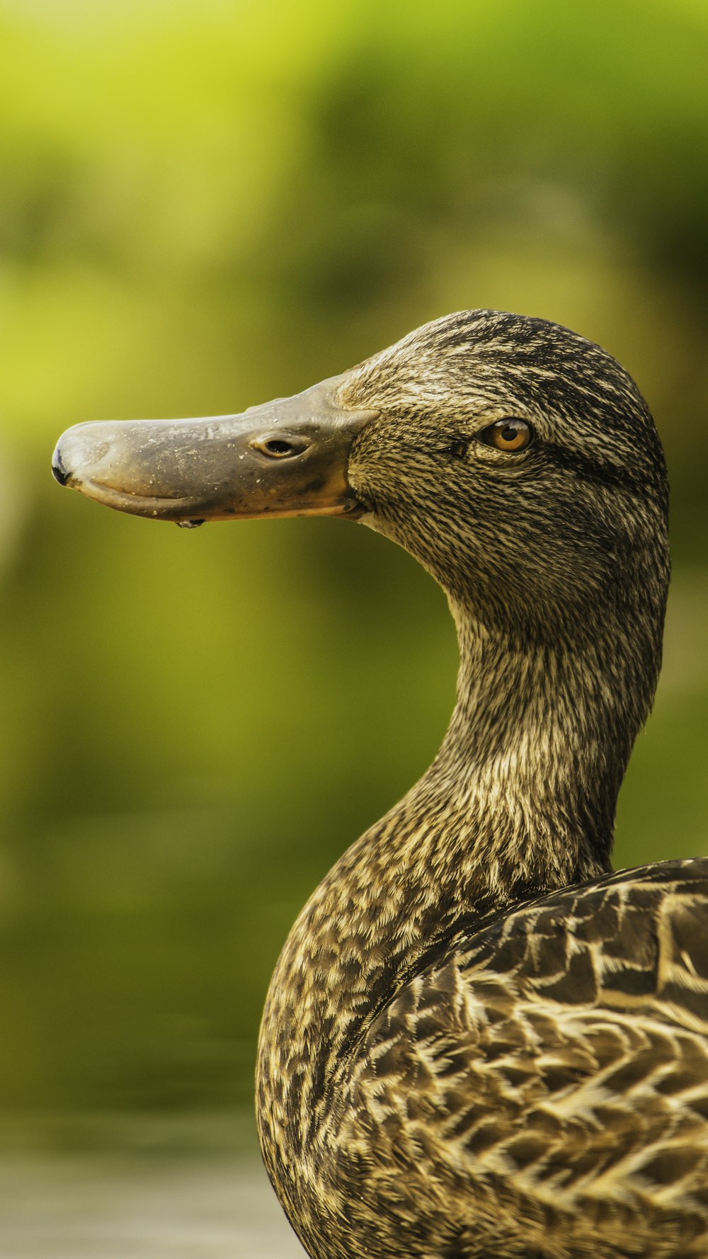 brown duck in close up photography