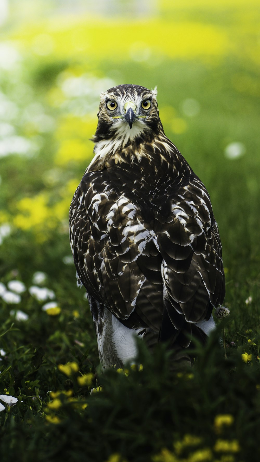brown and white eagle on green grass during daytime
