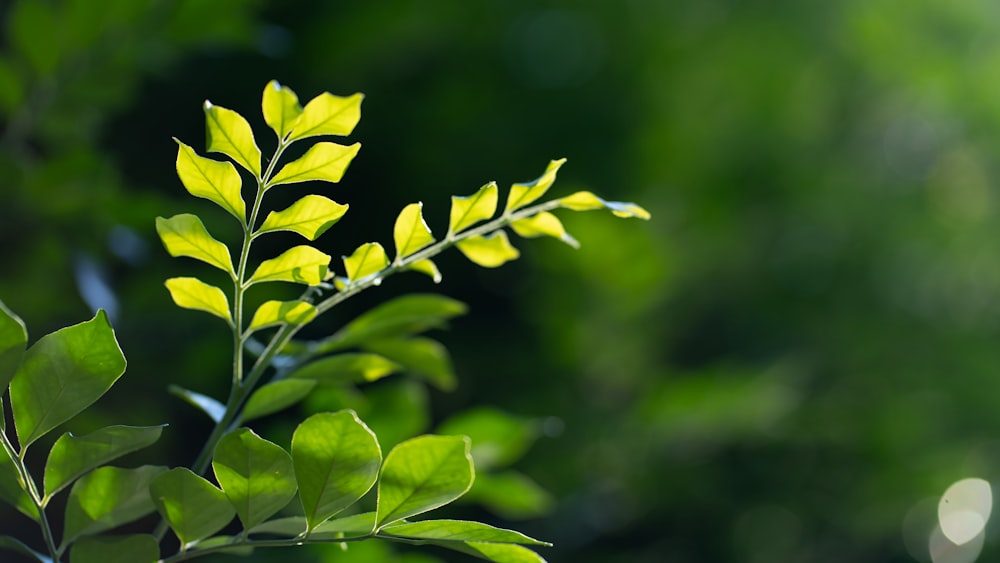 green leaves in tilt shift lens