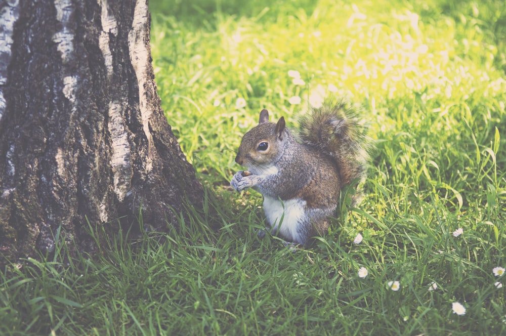 brown squirrel on green grass during daytime