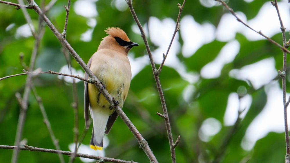 pájaro marrón y negro en la rama de un árbol