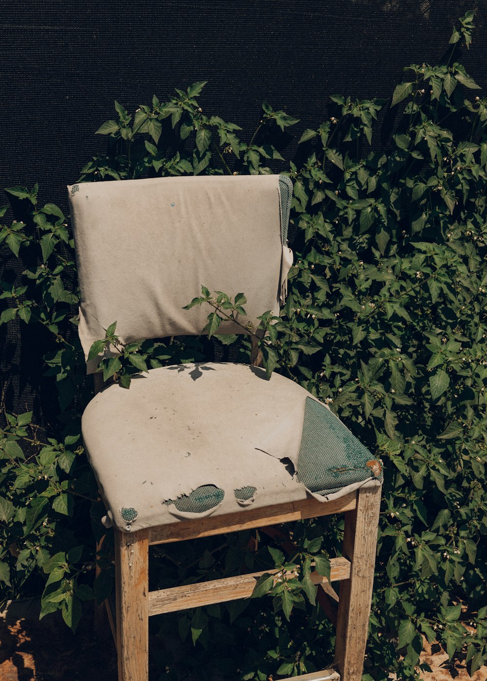 brown wooden chair beside green plant