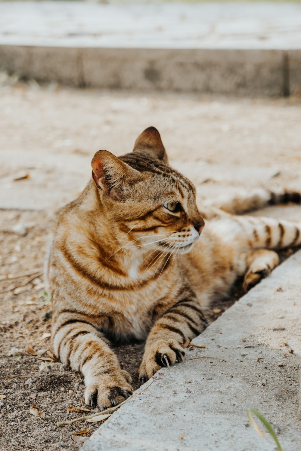 日中の灰色のコンクリートの床に茶色のぶち猫