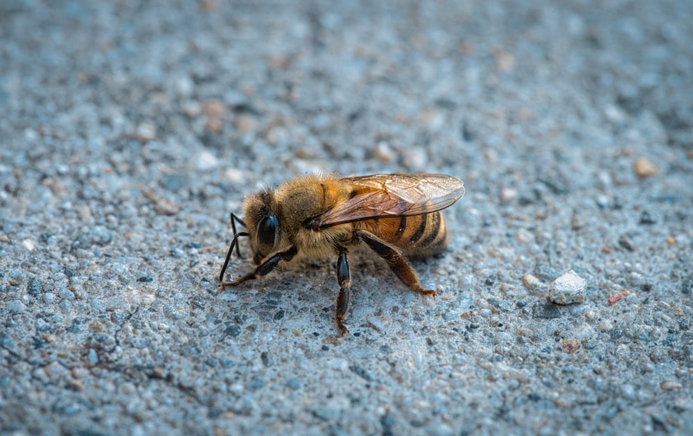 black and brown bee on white and black marble surface