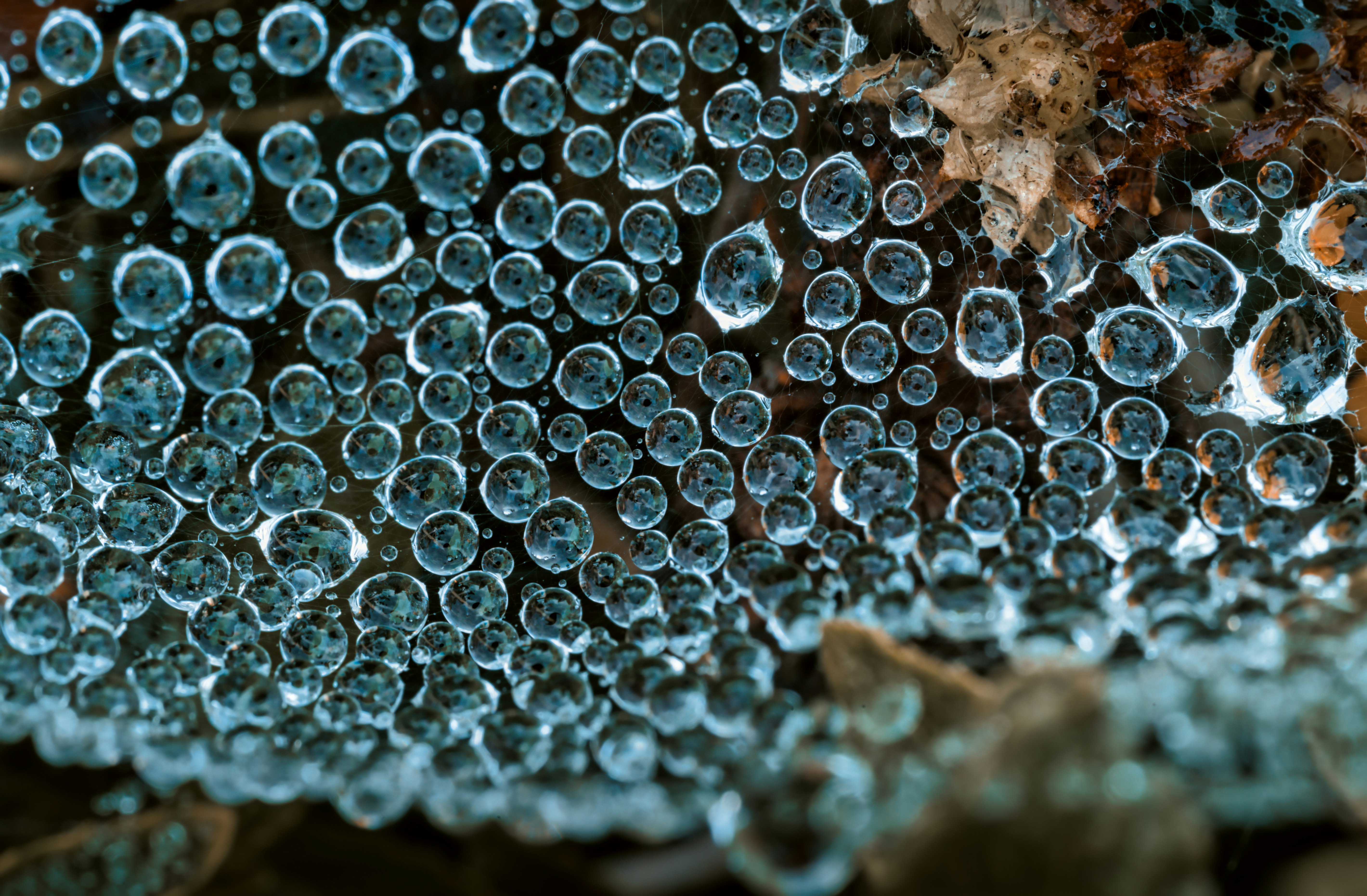 water droplets on brown wood