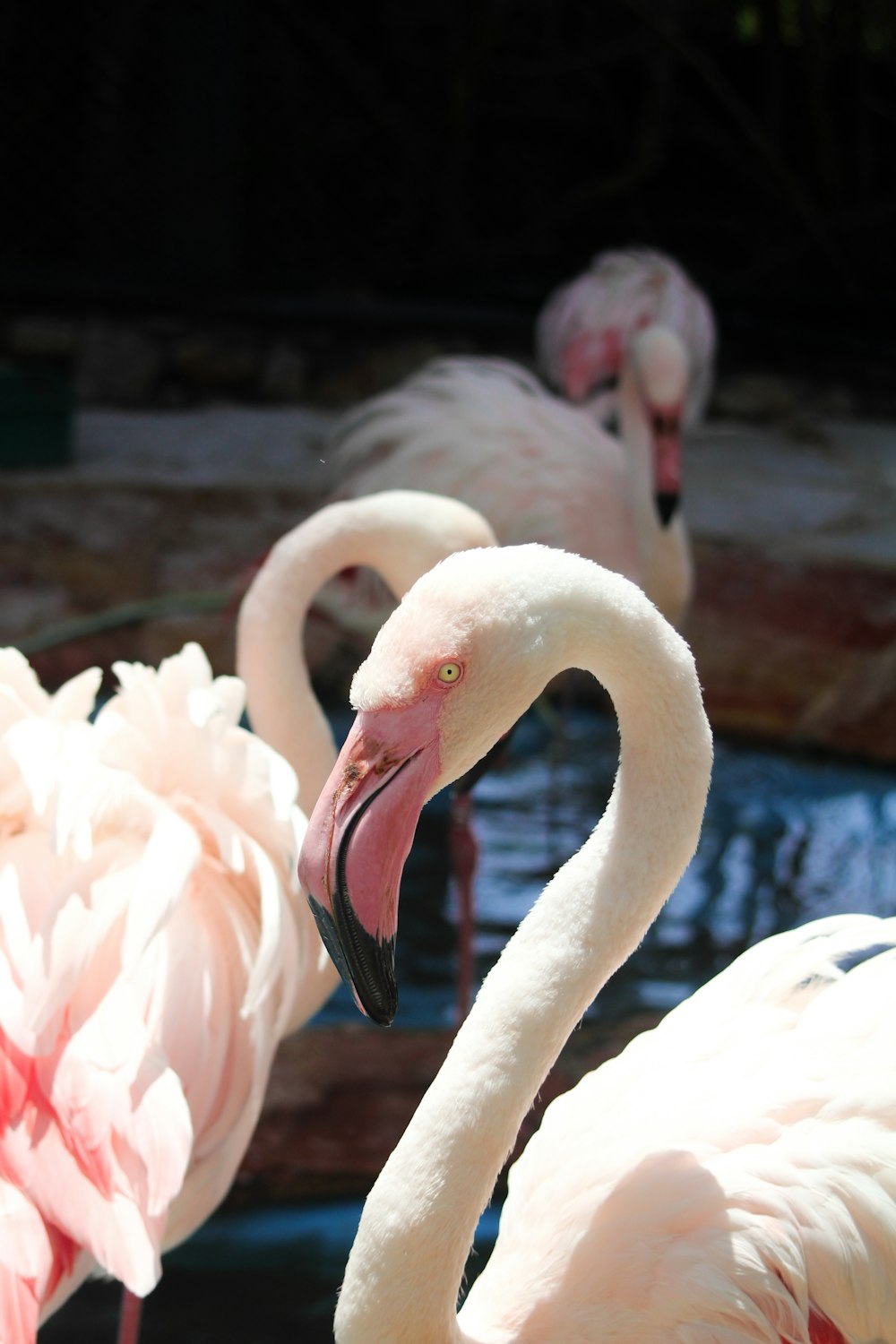 pink flamingos on water during daytime