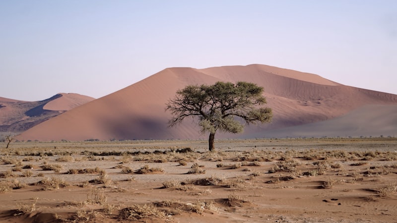 Oasis en el desierto del Namib