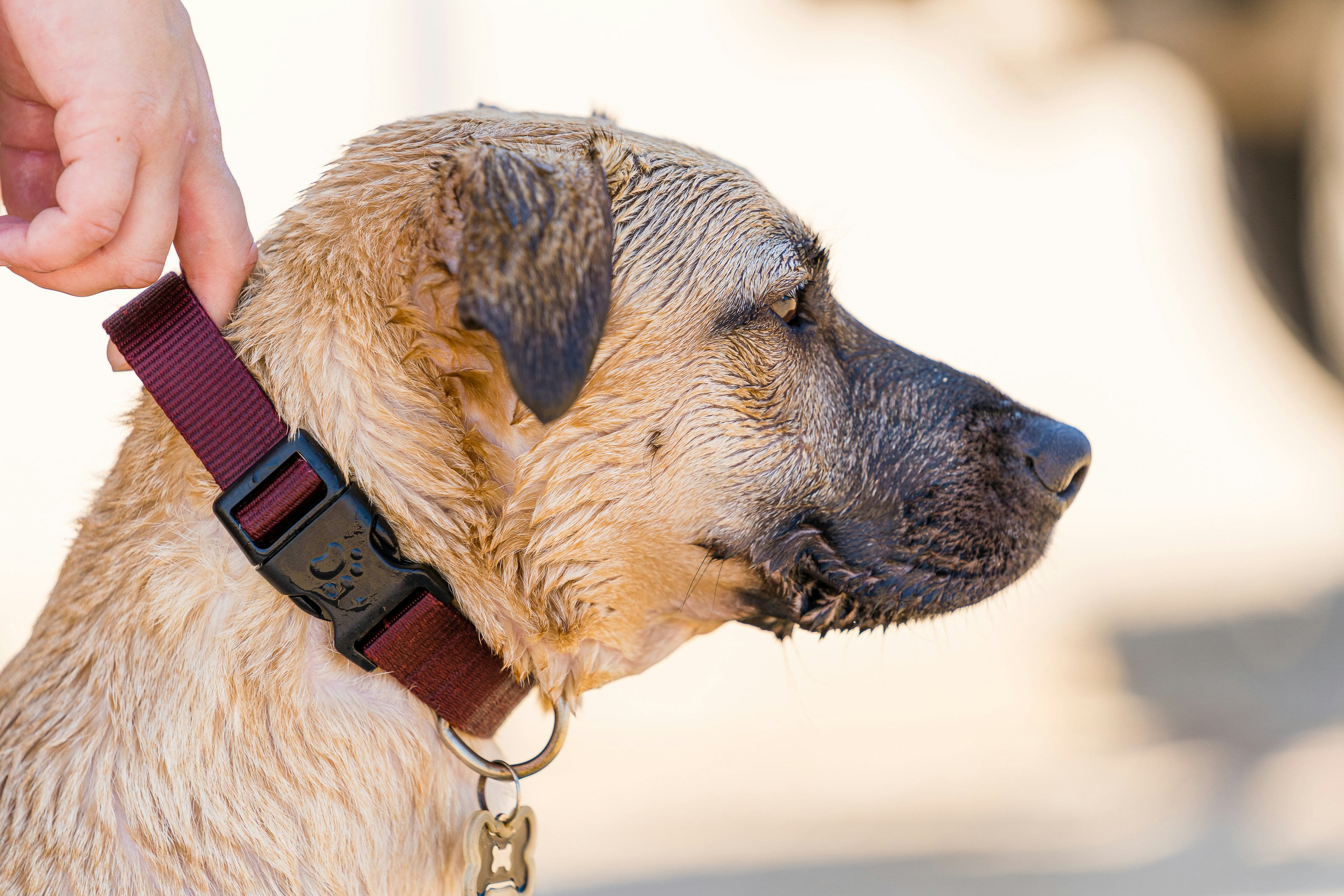 brown short coated dog with red collar