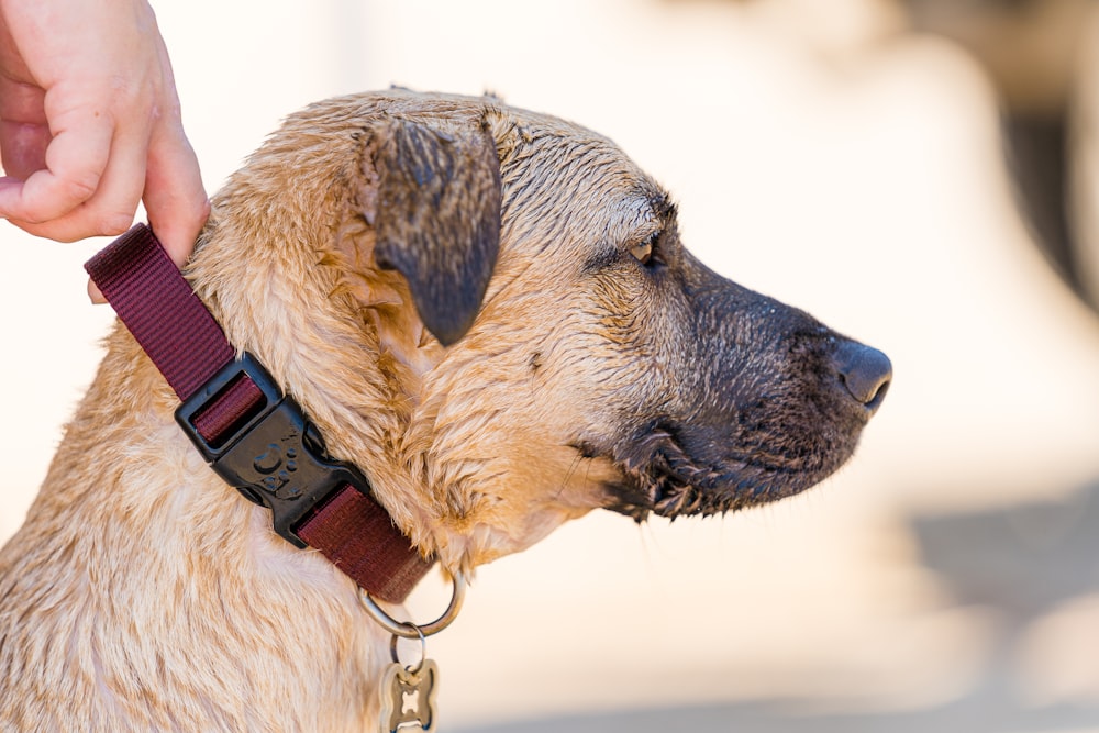 brown short coated dog with red collar