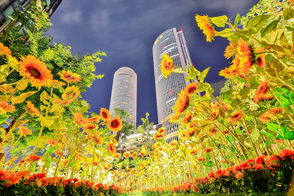 yellow and red flowers near high rise building