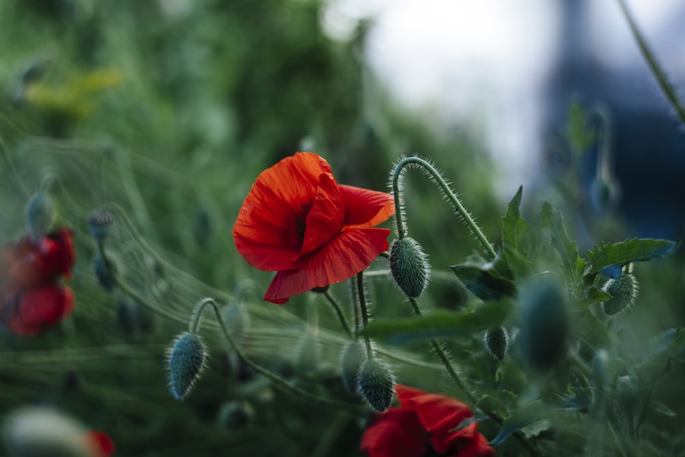 red flower in tilt shift lens