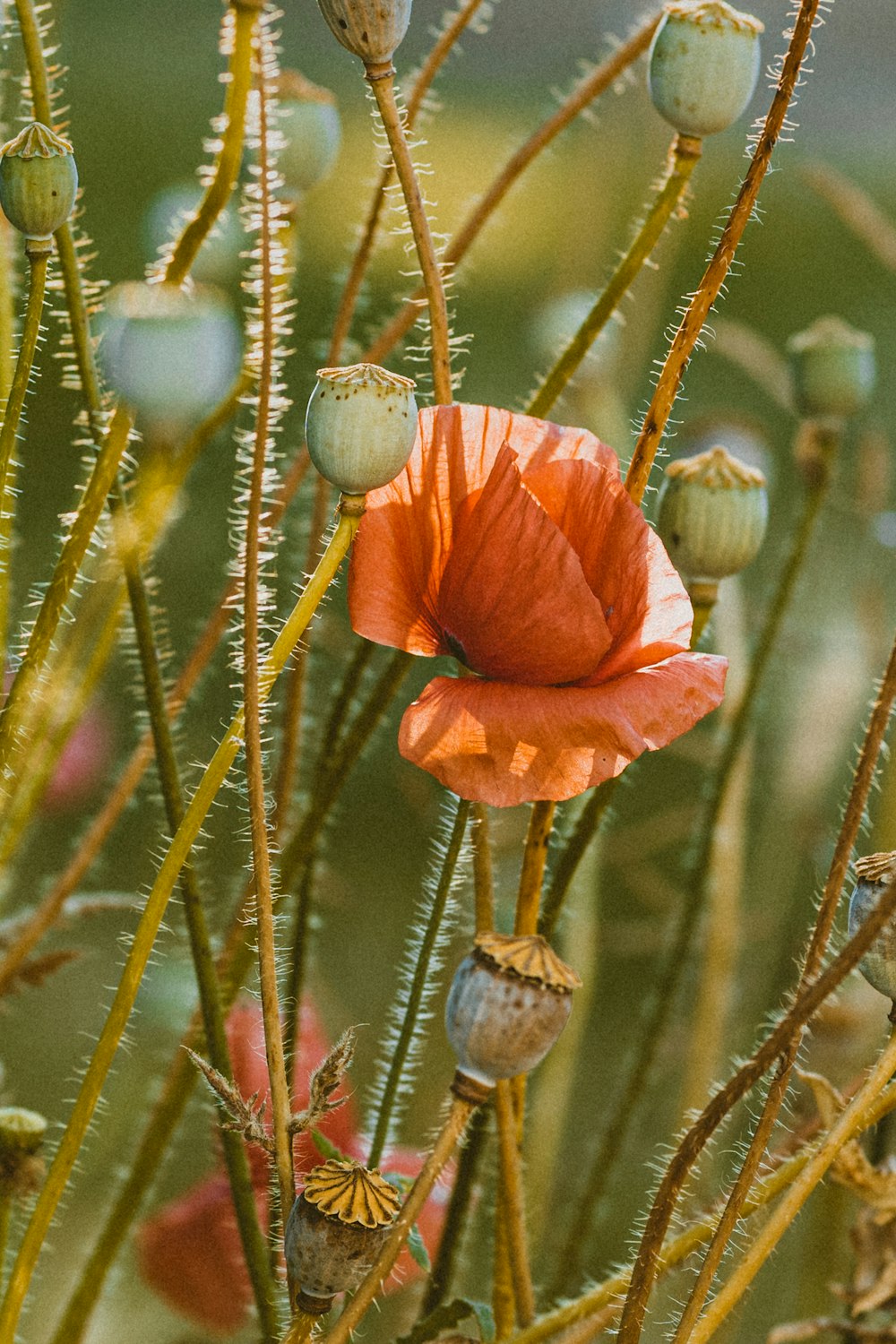 orange flower in tilt shift lens