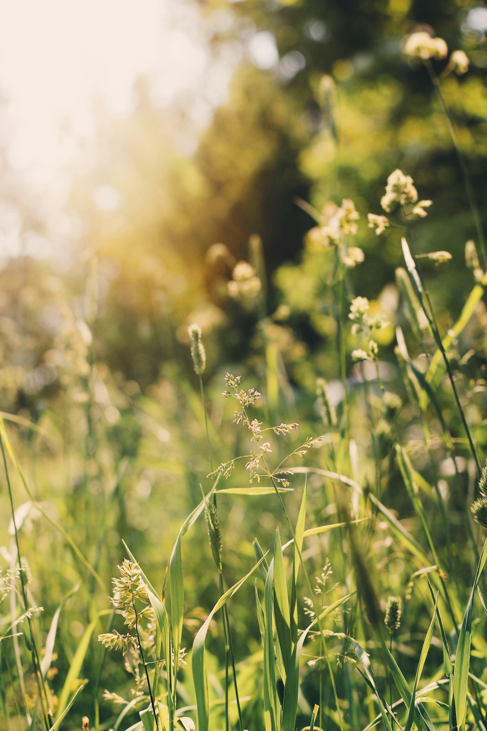 yellow flower field during daytime